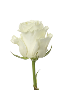 FIRST LADY 50 / 75 / 100 stems