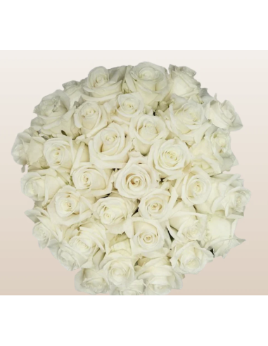 FIRST LADY 50 / 75 / 100 stems