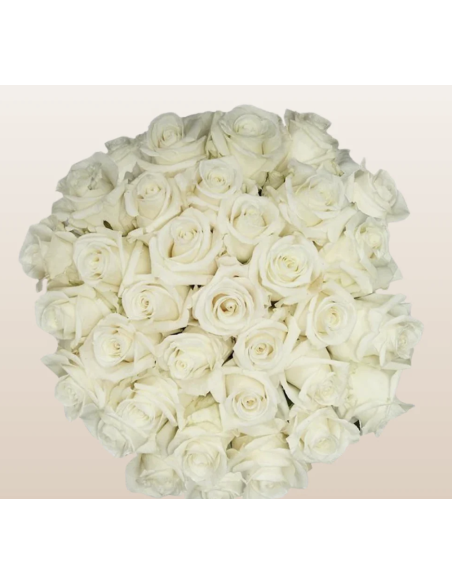 FIRST LADY 50 / 75 / 100 stems