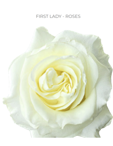 FIRST LADY 50 / 75 / 100 stems