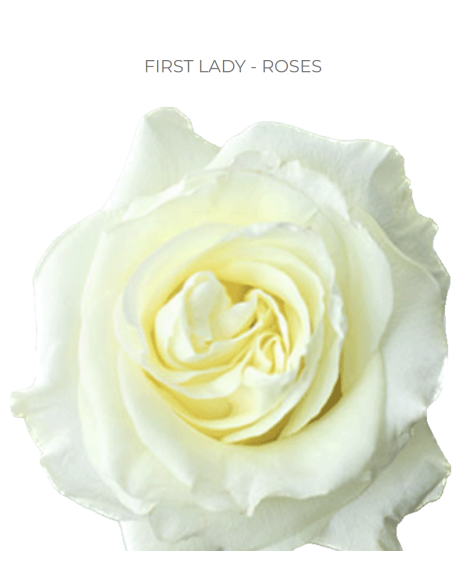 FIRST LADY 50 / 75 / 100 stems