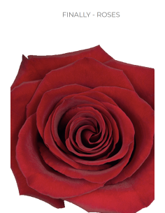FINALLY Red Rose 50 / 100 / 200 stems