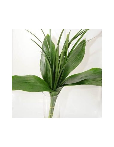 Greenery "drop in" Bouquets Petites & Smalls 5 / 10 / 15 / 20 bunches Greenery "drop in" Bouquets Petites & Smalls 5 / 10 / 15 / 20 bunches