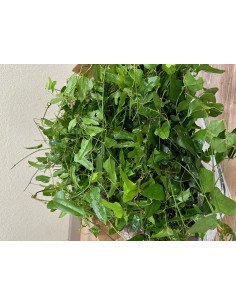 Wild Smilax BULK BOXES