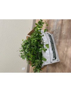 Wild Smilax BULK BOXES 2