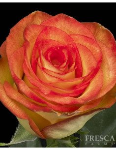 High and Magic Roses