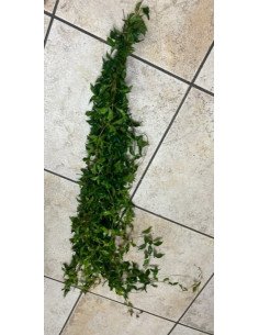 Southern Smilax BULK BOX