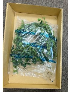 Southern Smilax BULK BOX 2