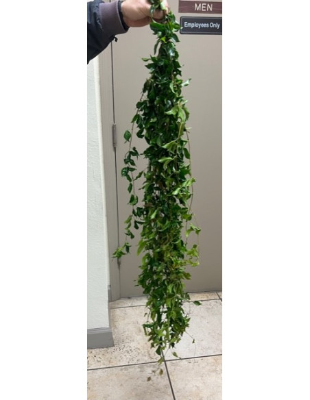 Southern Smilax BULK BOX