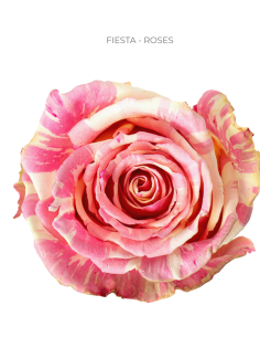 FIESTA Bi Color Pink Rose