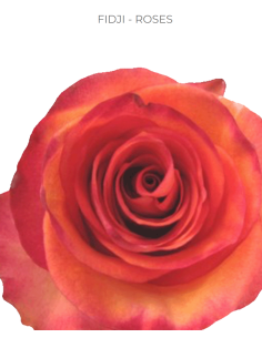 FIDJI Orange Bi Color Rose