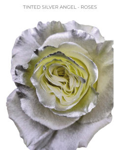 SILVER TINTED Roses Growers Choice 2