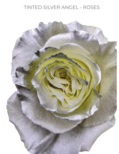 SILVER TINTED Roses Growers Choice