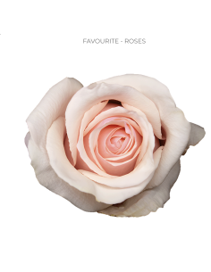 FAVOURITE Pinkish / Lavender rose