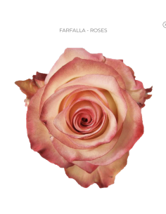 FARFALLA Cream-ish / Orange Rose