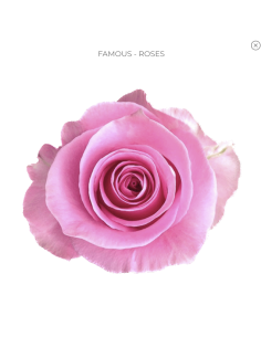 FAMOUS Light Pink Rose