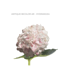 ASSORTED Hydrangea Antique Jumbo 30 Stems