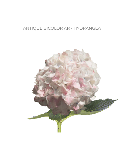 ASSORTED Hydrangea Antique Jumbo 30 Stems