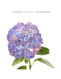 ASSORTED Hydrangea Antique Jumbo 30 Stems 2