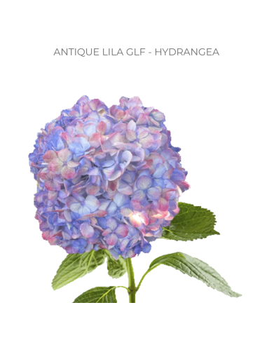 ASSORTED Hydrangea Antique Jumbo 30 Stems ASSORTED Hydrangea Antique Jumbo 30 Stems