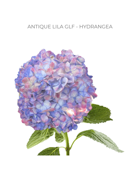 ASSORTED Hydrangea Antique Jumbo 30 Stems