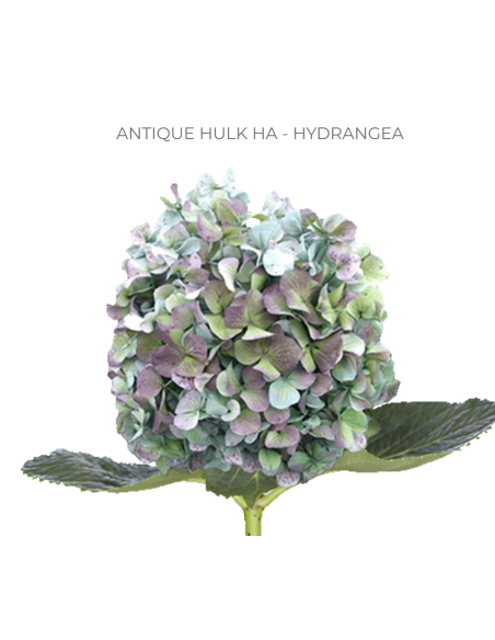 ASSORTED Hydrangea Antique Jumbo 30 Stems