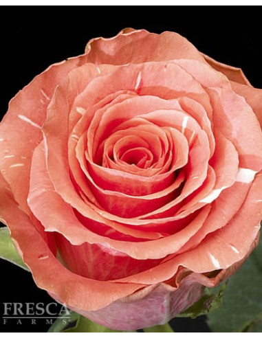 Amsterdam Roses