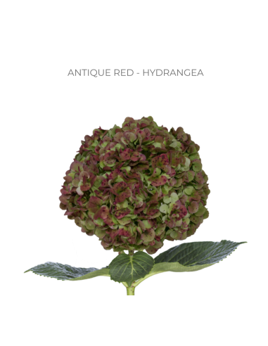 ASSORTED Hydrangea Antique Jumbo 30 Stems ASSORTED Hydrangea Antique Jumbo 30 Stems