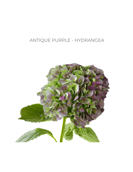 ASSORTED Hydrangea Antique Jumbo 30 Stems
