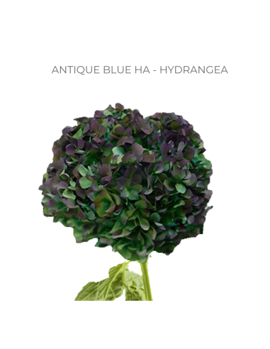 ASSORTED Hydrangea Antique Jumbo 30 Stems ASSORTED Hydrangea Antique Jumbo 30 Stems