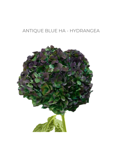 ASSORTED Hydrangea Antique Jumbo 30 Stems