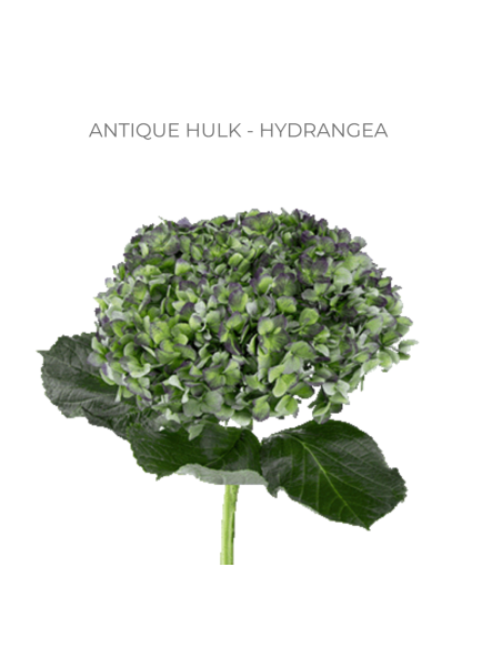 ASSORTED Hydrangea Antique Jumbo 30 Stems