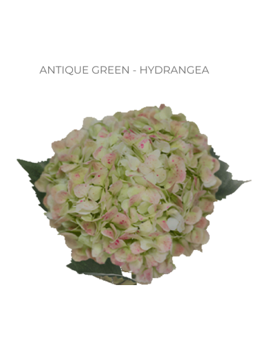 ASSORTED Hydrangea Antique Jumbo 30 Stems ASSORTED Hydrangea Antique Jumbo 30 Stems