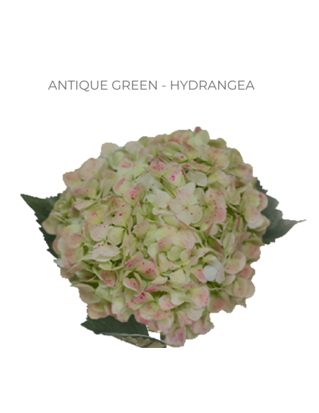 ASSORTED Hydrangea Antique Jumbo 30 Stems