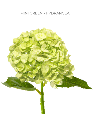 ASSORTED Hydrangea Antique Jumbo 30 Stems ASSORTED Hydrangea Antique Jumbo 30 Stems