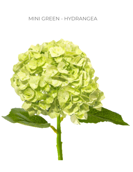 ASSORTED Hydrangea Antique Jumbo 30 Stems