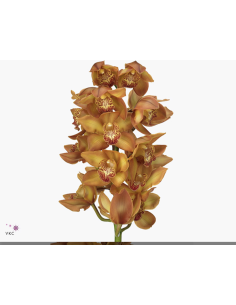 wholesale cymbidium orchids 2