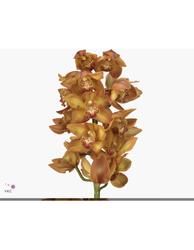 wholesale cymbidium orchids