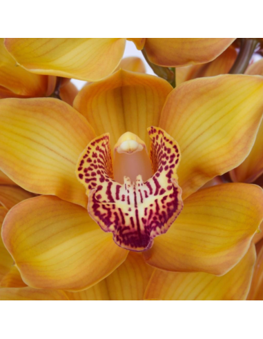 wholesale cymbidium orchids