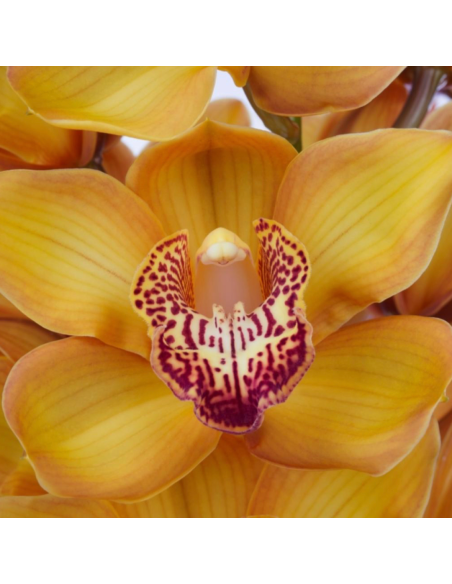 wholesale cymbidium orchids