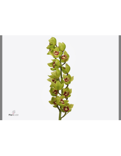 wholesale cymbidium orchids 2