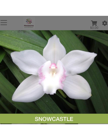 wholesale cymbidium orchids