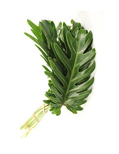 Xanadu — 5 / 10 / 15 / 20 Bunches | Wholesale & Bulk Tropical Greenery 2
