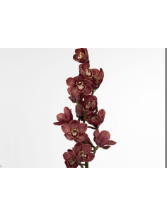 wholesale cymbidium orchids 2