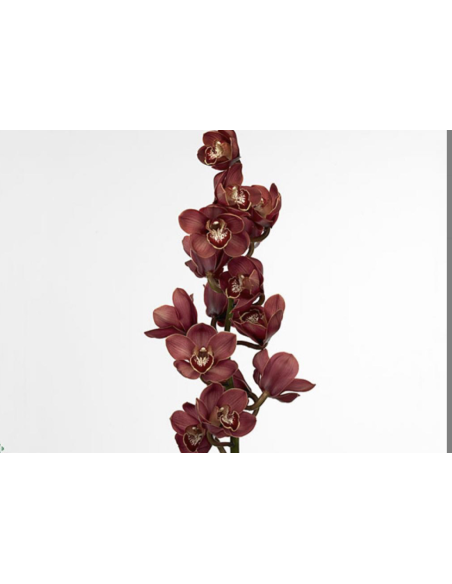 wholesale cymbidium orchids