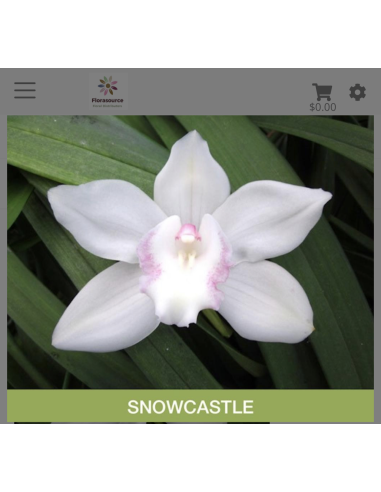 wholesale cymbidium orchids