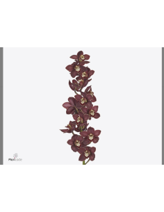 wholesale cymbidium orchids 2