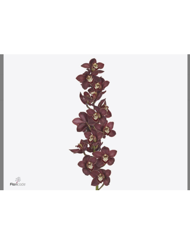 wholesale cymbidium orchids wholesale cymbidium orchids