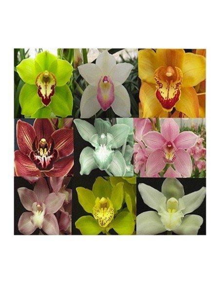wholesale cymbidium orchids