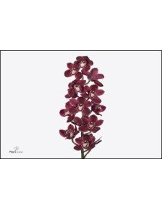 wholesale cymbidium orchids 2